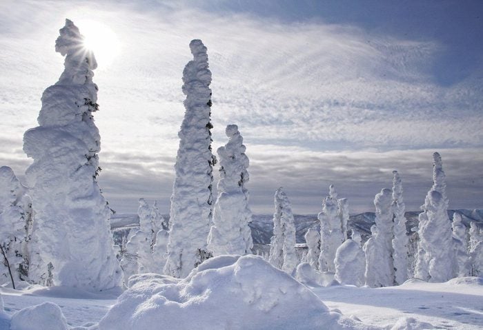 Snow-covered trees in Alaska
