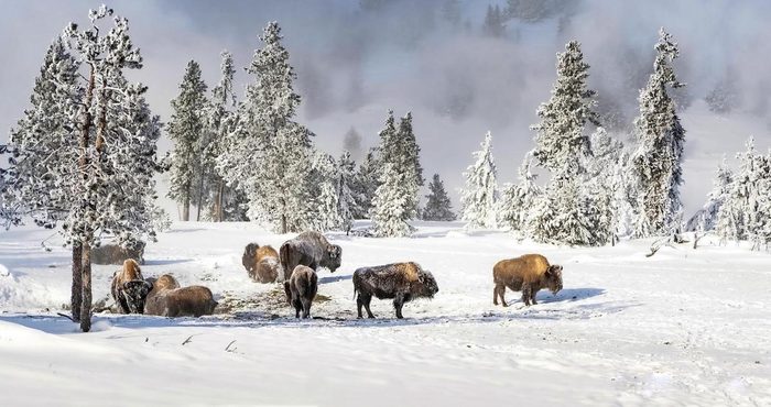 A herd of bison among the trees on a winter day in Yellowstone National Park.