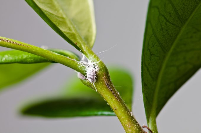 White Aphids (Mealybugs) on jasmine leaves
