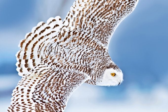 Snowy Owl (Bubo scandiacus) hunting for prey in Ontario, Canada.