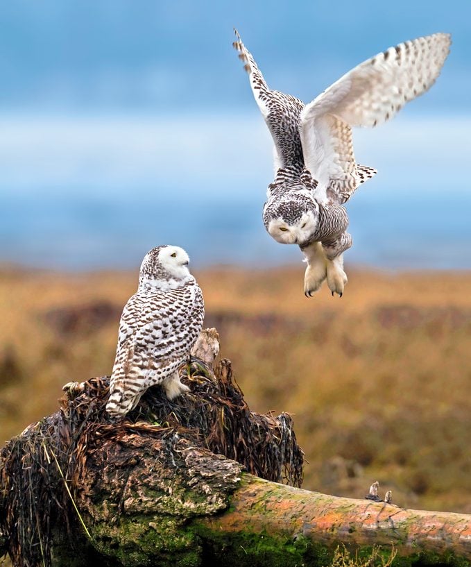 Two snowy owls in an open space.