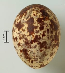 osprey egg