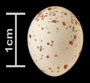 black capped chickadee egg