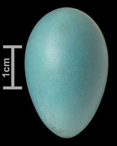 american robin egg