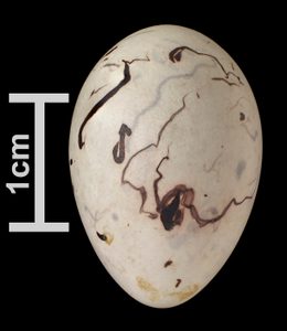 Baltimore oriole bird eggs