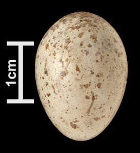 northern cardinal egg
