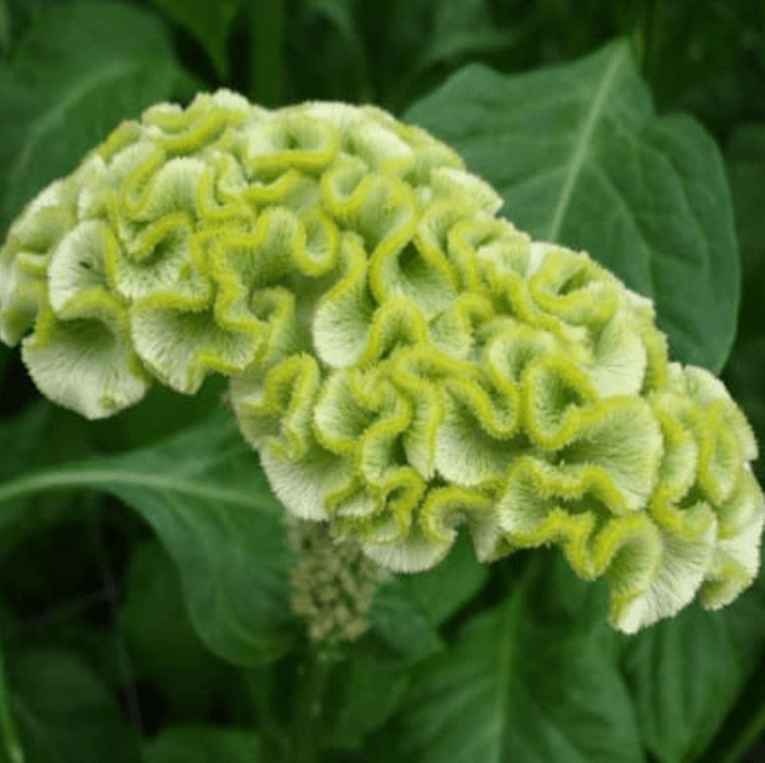 Green Celosia Flowers
