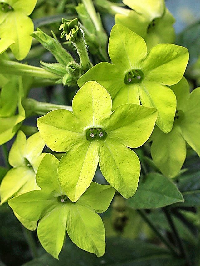 Nicotiana Lime Green 02