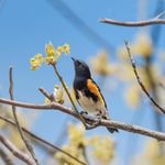 How to Identify an American Redstart