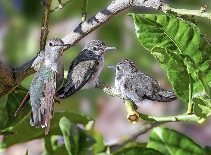 A family of hummingbirds in a tree.