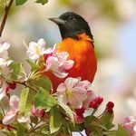 Orioles and Tanagers