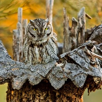 award winning photos screech owl nesting in a dead saguaro cactus