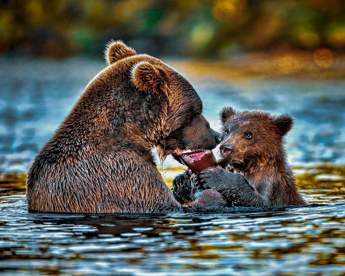 A mama bear and her cub in the middle of a stream eating a salmon.