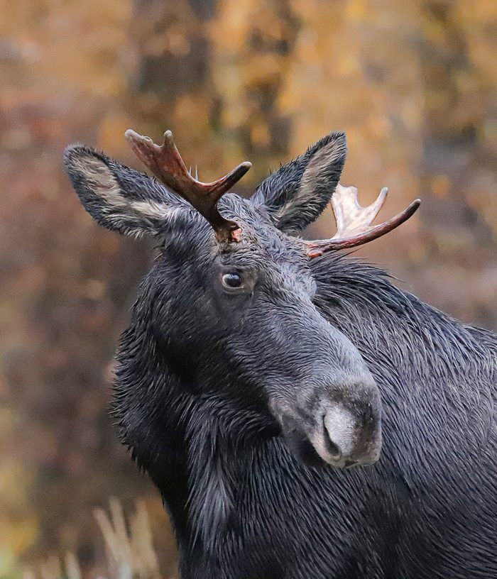 A closeup photo of a moose.