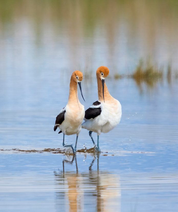 how birds attract mates, American avocets pair during their post-mating strut, Bear River Migratory Bird Refuge, Utah, USA