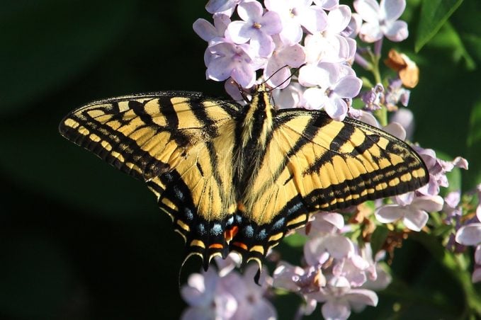 eastern tiger swallowtail on lilac bush