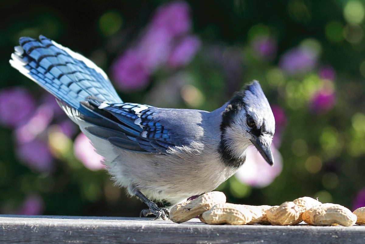 Bluebird vs Blue Jay: How to Tell the Difference - Birds and Blooms