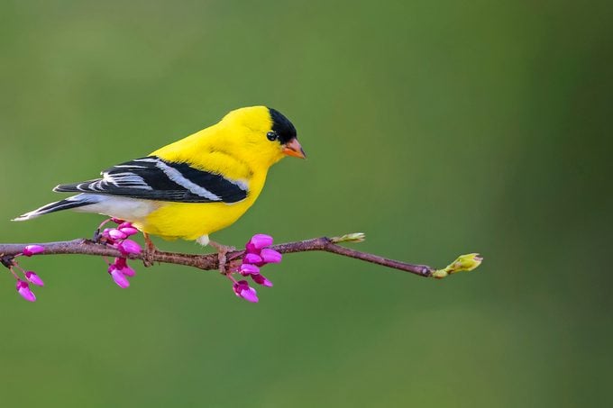 goldfinch Bnbugc Mike Timmons