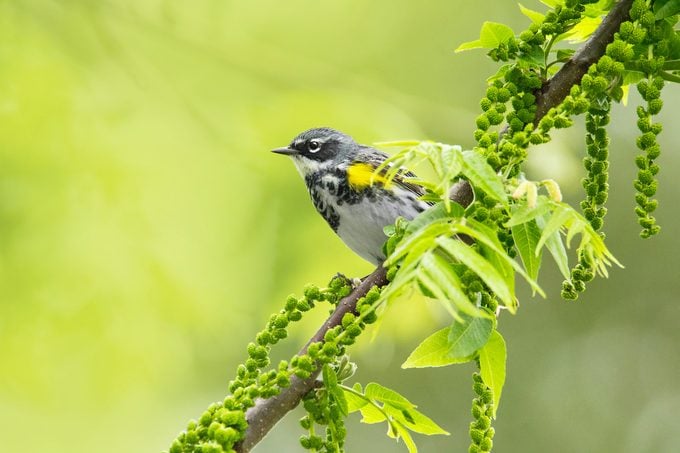 yellow rumped warbler Phylicia Clemens 10