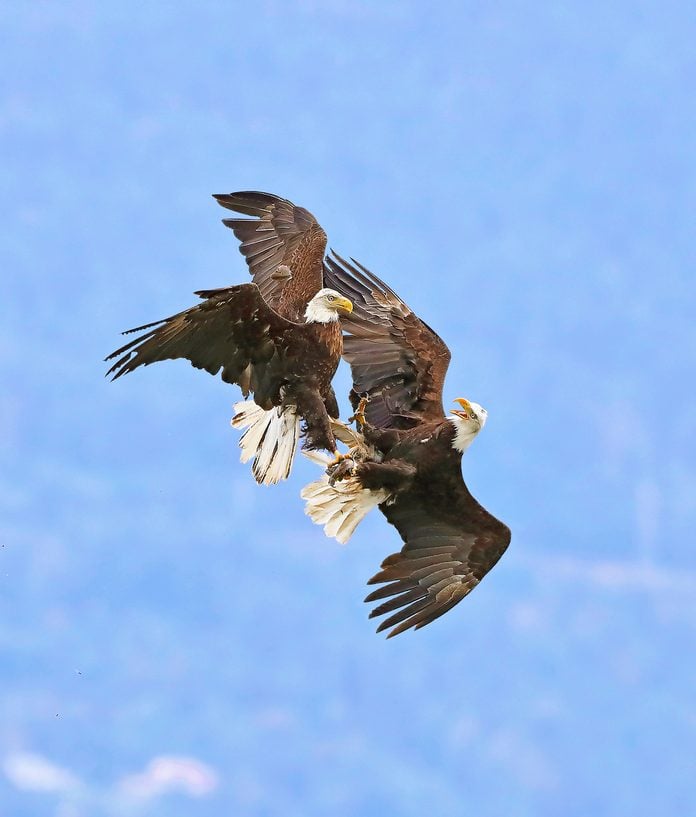 Two bald eagles locking talons in mating ritual.