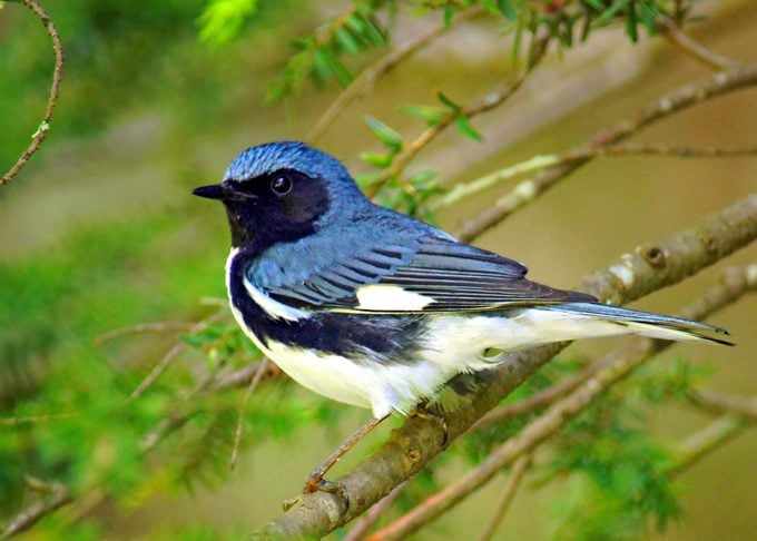 black throated blue warbler Bell 061813