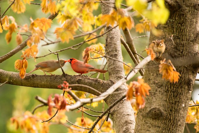 a male northern cardinal feeds a female