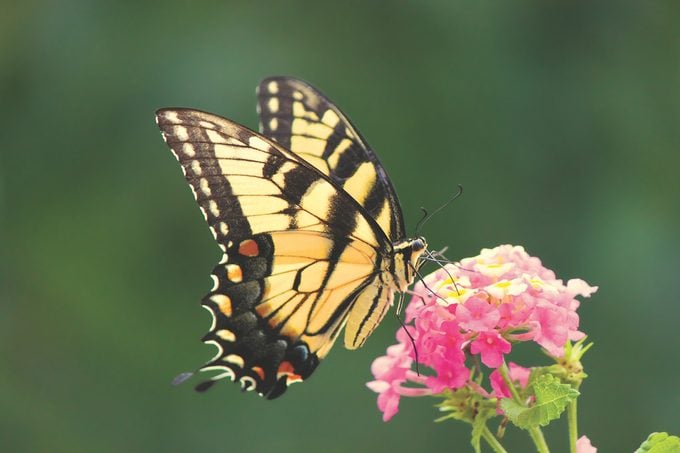 An eastern tiger swallowtail butterfly visiting a yellow and pink lantana flower.