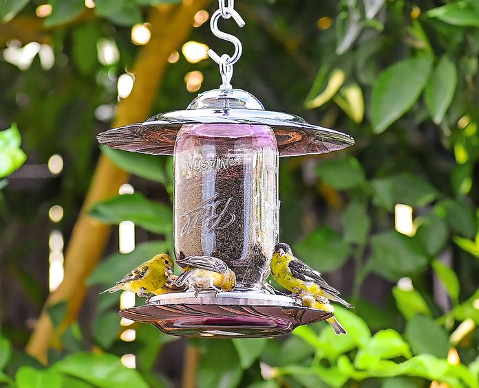 The Best Finch Feeders to Serve Thistle Seed Birds and Blooms