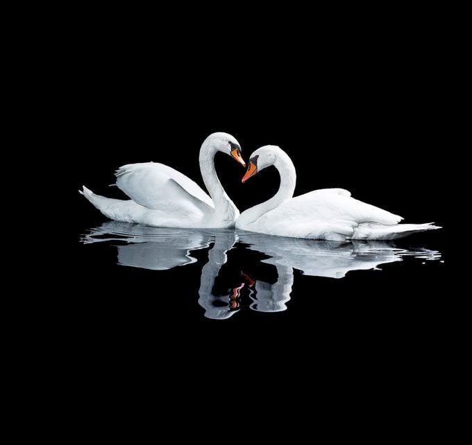 Two White Swans In A Heart Shape Symbol