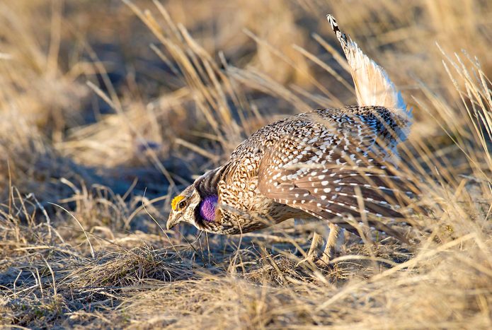 A male sharp-tailed grouse dancing on the lek to attract a female for mating.