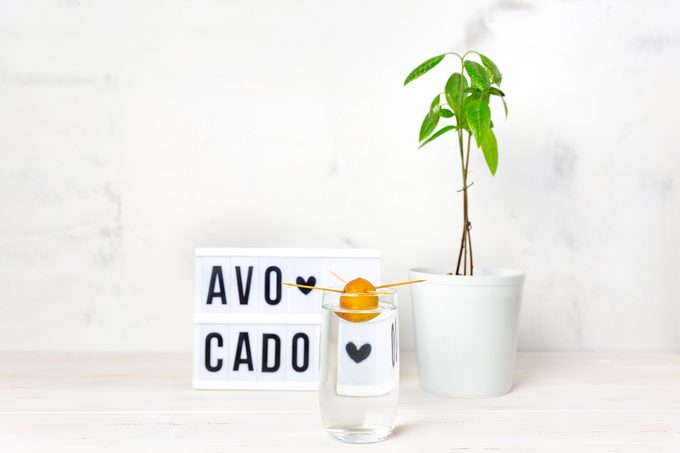 Indoor Avocado tree plant in a white pot, an avocado seed in a glass of water, light box with text on a white background.