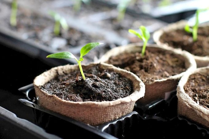 seedlings in peat pots 