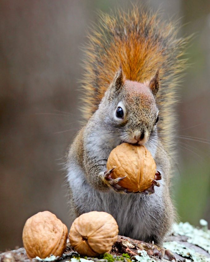An American red squirrel holding a nut in its paws.