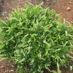 Top 10 Small Shrubs for Small Spaces