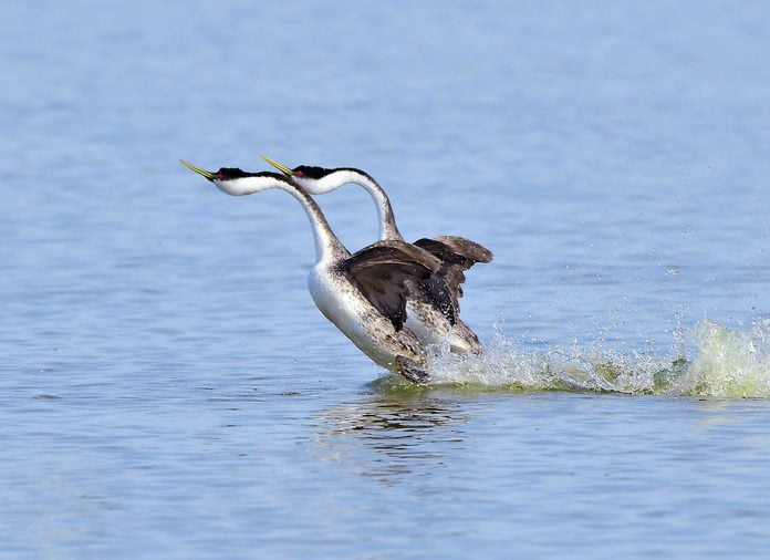 A pair of western grebes perform a courtship dance called rushing.