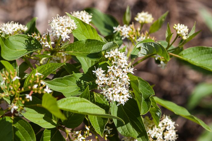 Cornusfiredancebailey white flowering shrub