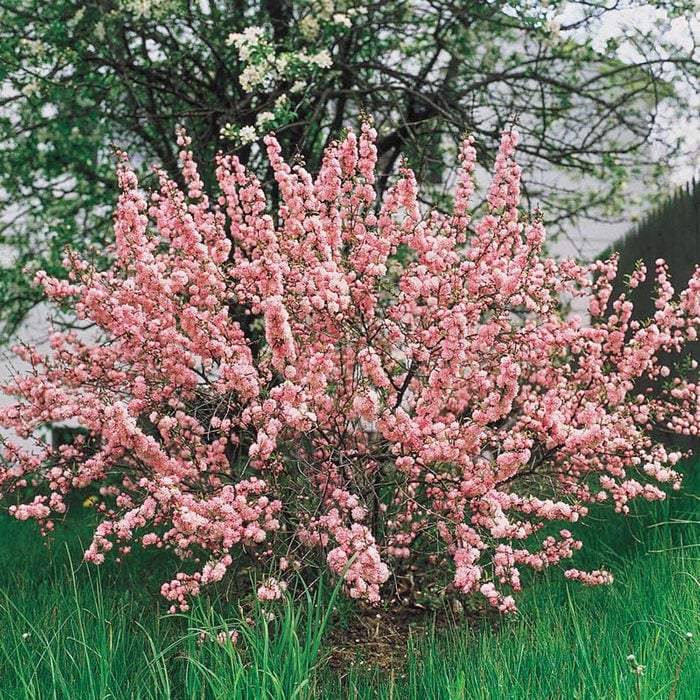 pink flowering almond shrub