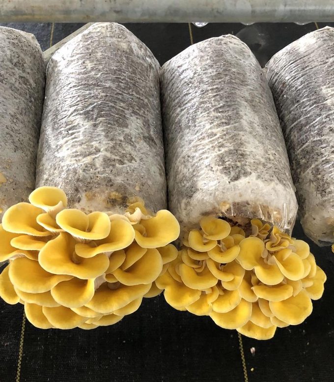 Three-Pound Golden Oyster Mushroom Grow Kit