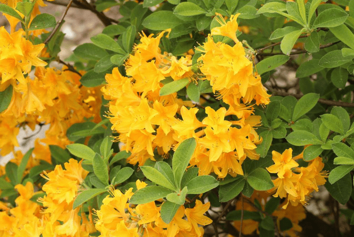 Lemonlightsazalea yellow flowering shrubs