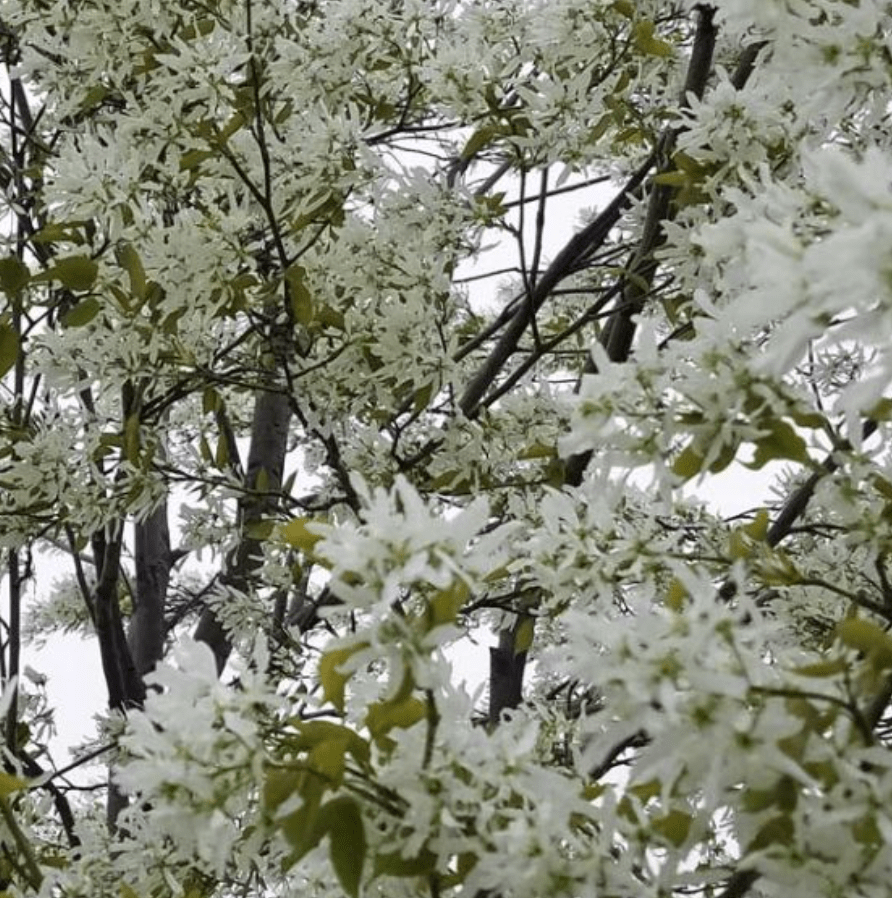 15 Beautiful White Flowering Shrubs - Birds and Blooms