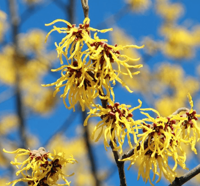 Witch hazel yellow flowering shrubs