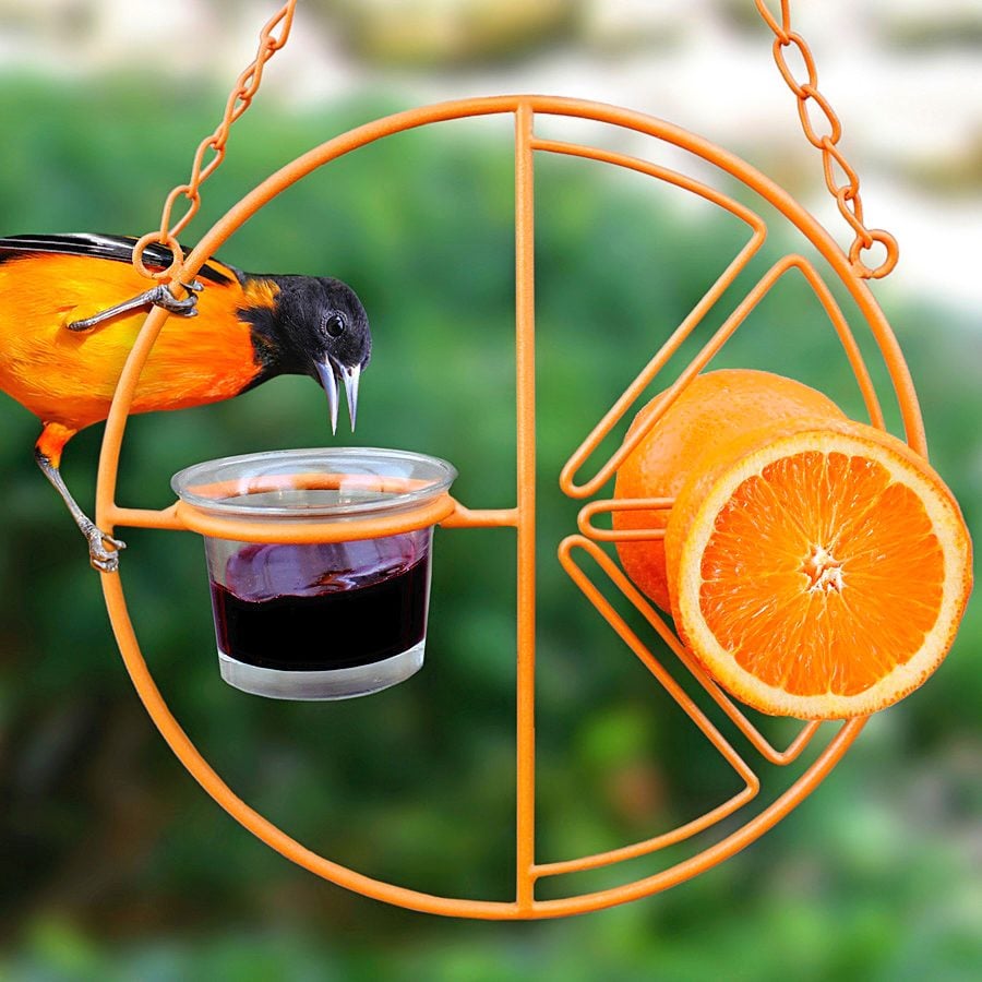 fill with seed Oriole Blue bird Attract many varieties of birds Unique Bird Feeder jelly oranges mealworms fruit