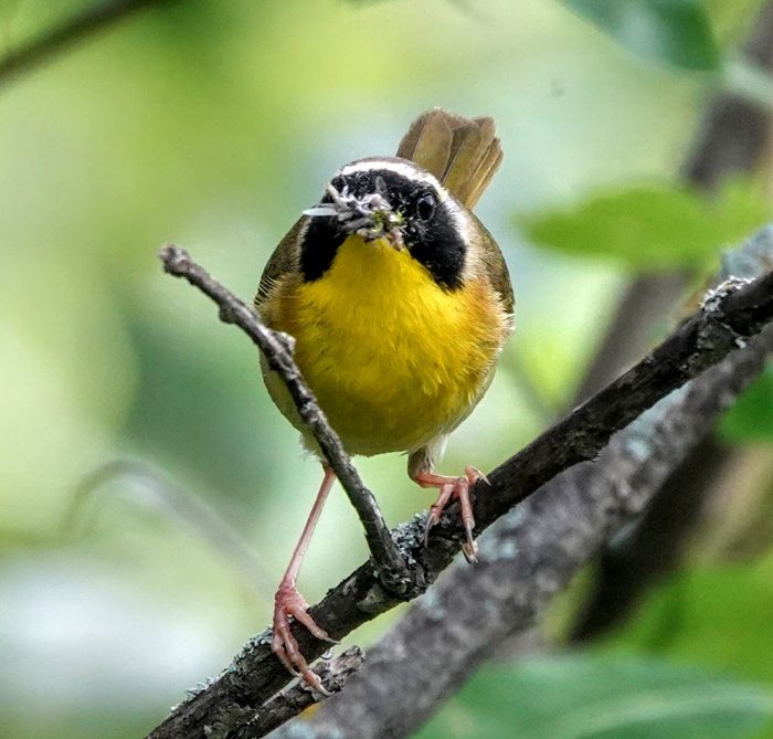 common yellowthroat eating an insect