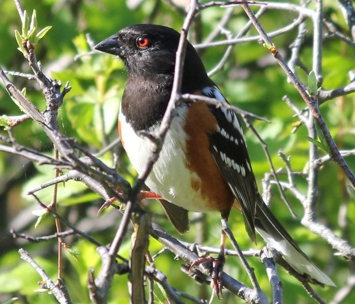 spotted towhee, birds that look like orioles