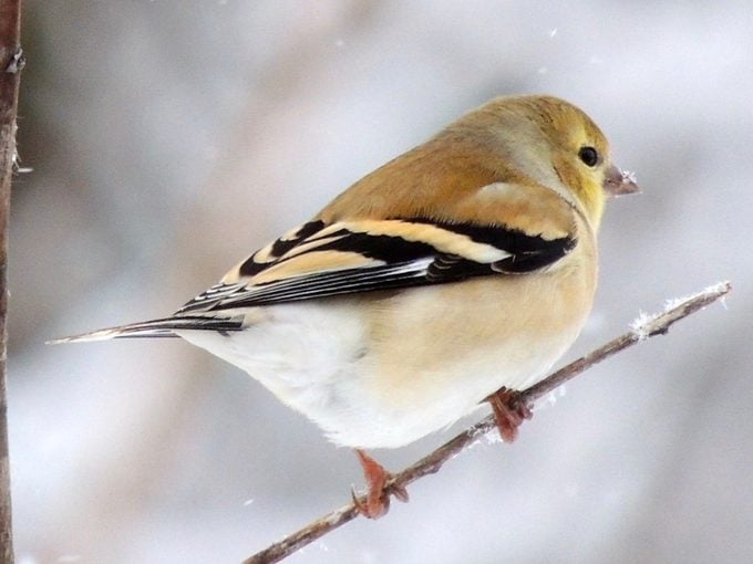 American goldfinch in winter