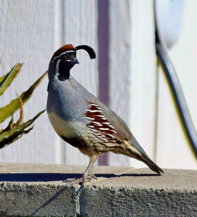 gambrel quail desert birds