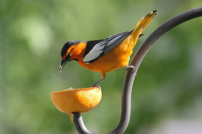 birds that eat oranges, fruit bird feeders, bullocks oriole