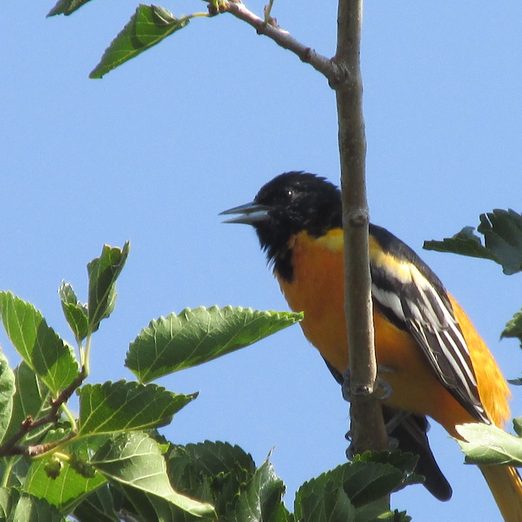 What Does a Baltimore Oriole Song Sound Like?