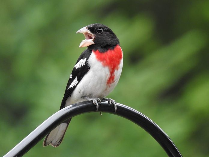 Rose Breasted Grossbeak Who Visits My Feeder Every Day :)