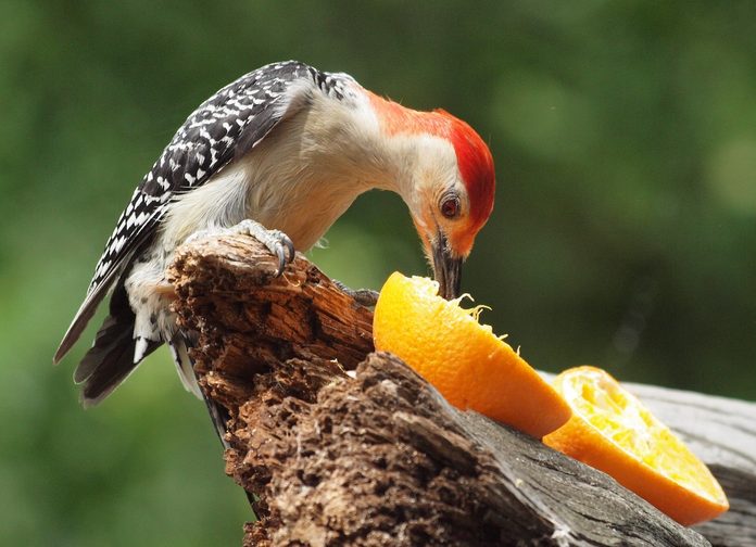 birds that eat oranges, fruit bird feeders